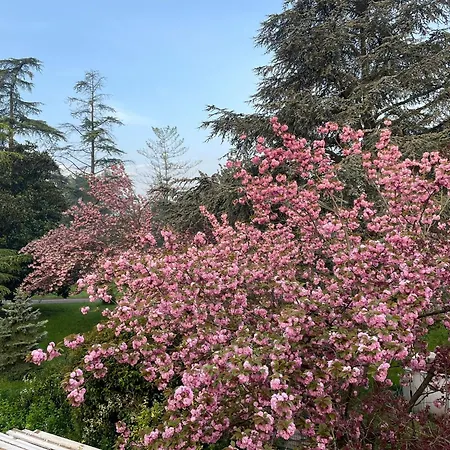 فيلة Giacinti بادوفا